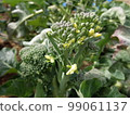 Vegetable flower/stem broccoli 6 99061137