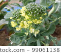 Vegetable flower/stem broccoli 7 99061138