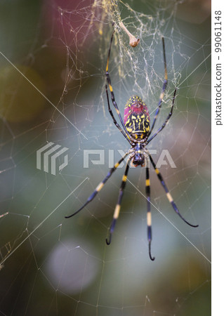A female spider that waits for prey by spreading a spider's web 99061148