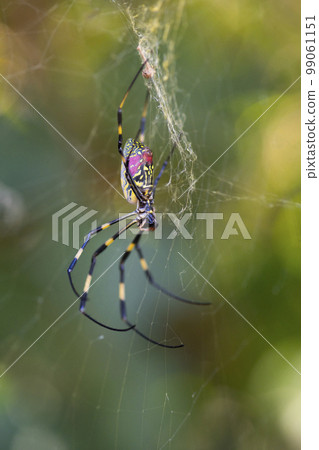 A female spider that waits for prey by spreading a spider's web A female spider that waits for prey by spreading a spider's web 99061151