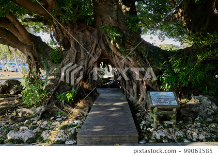 Flower Park Kagoshima's symbol tree "Akou" 99061585