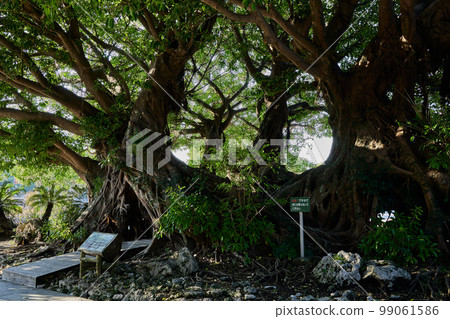 鹿兒島花卉公園的象徵樹“阿古” 99061586