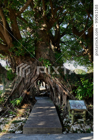 Flower Park Kagoshima's symbol tree "Akou" 99061588