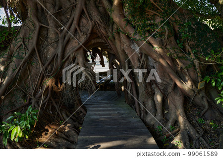 Flower Park Kagoshima's symbol tree "Akou" Flower Park Kagoshima's symbol tree "Akou" 99061589