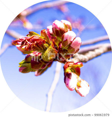 早春櫻花含苞待放 99061979