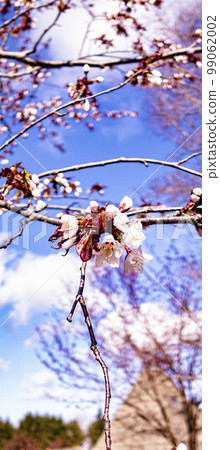 cherry blossom bud early spring cherry blossom bud early spring 99062002
