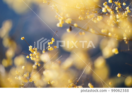 松田町臘梅盛開 99062388