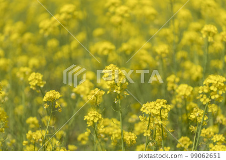 Rapeseed field of one side Rapeseed field of one side 99062651