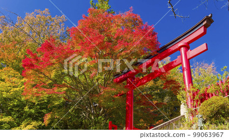 Takao Yakuo-in Torii Gate and Autumn Leaves / Mt. Takao, Tokyo 99063967