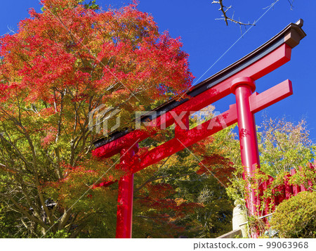 Takao Yakuo-in Torii Gate and Autumn Leaves / 東京高尾山 99063968
