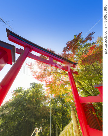 Takao Yakuo-in Torii Gate and Autumn Leaves / Mt. Takao, Tokyo 99063996