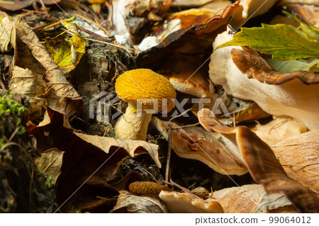 Armillaria mellea, commonly known as honey fungus - a basidiomycete fungus in the genus Armillaria close-up Armillaria mellea, commonly known as honey fungus - a basidiomycete fungus in the genus Armillaria close-up 99064012