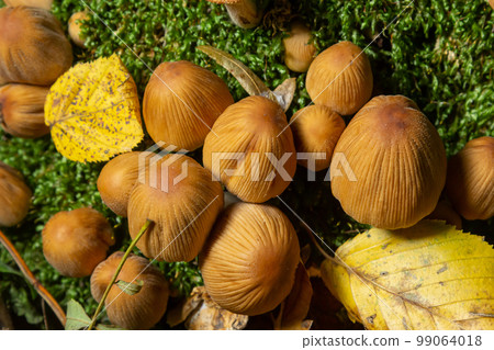 Coprinellus micaceus growing on rotten stumb. Many little mica cap mushrooms in an autumn forest. Group of shiny cap fungi with caps in many shades of yellow. Colorful oak leaf and blueberry bush Coprinellus micaceus growing on rotten stumb. Many little mica cap mushrooms in an autumn forest. Group of shiny cap fungi with caps in many shades of yellow. Colorful oak leaf and blueberry bush 99064018