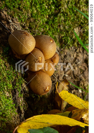 Forest fungus. Common puffball mushroom - Lycoperdon perlatum - growing in green moss in the autumn forest Forest fungus. Common puffball mushroom - Lycoperdon perlatum - growing in green moss in the autumn forest 99064019