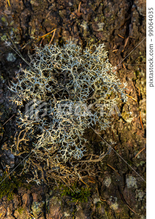 A close-up view of the Cladonia rangiferina, also known as reindeer lichen 99064035