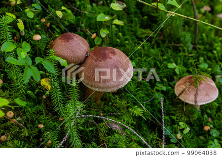 Tricholoma imbricatum, Matt knight mushroom in the autumn forest Tricholoma imbricatum, Matt knight mushroom in the autumn forest 99064038