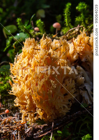 yellow edible coral mushroom Ramaria flava mushroom in the forest, close-up 99064039