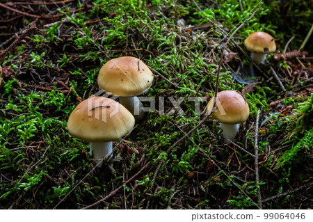 Hygrophorus olivaceoalbus, known as the olive wax cap, wild mushrooms 99064046