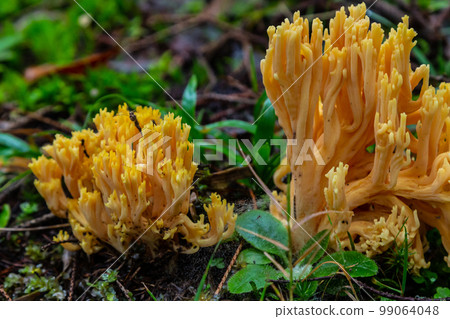 yellow edible coral mushroom Ramaria flava mushroom in the forest, close-up 99064048