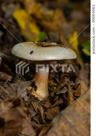 deadly cortinarius orellanus mushroom. Against the background of autumn foliage in the forest 99064062