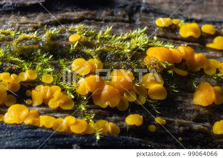 Very small fungus yellow fairy cups or lemon discos, Bisporella citrina, on old wet wood macro texture, selective focus, shallow DOF 99064066