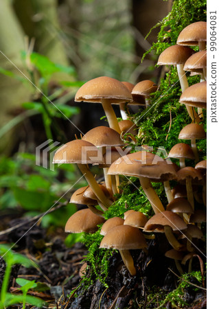 Mushrooms group Kuehneromyces mutabilis on a tree stump 99064081