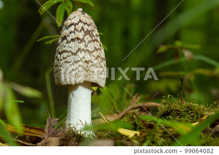 Coprinopsis picacea is a species of fungus in the family Psathyrellaceae 99064082