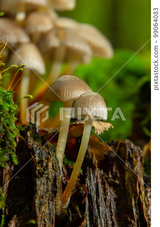 Clustered Bonnet Mycena inclinata growing on a mossy stump 99064083