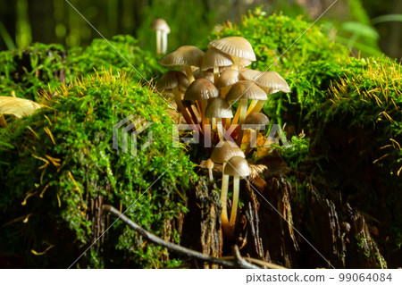 Amicable family of mushrooms with thin legs Clustered bonnet on a green background Mushroom-Mycena inclinata Amicable family of mushrooms with thin legs Clustered bonnet on a green background Mushroom-Mycena inclinata 99064084