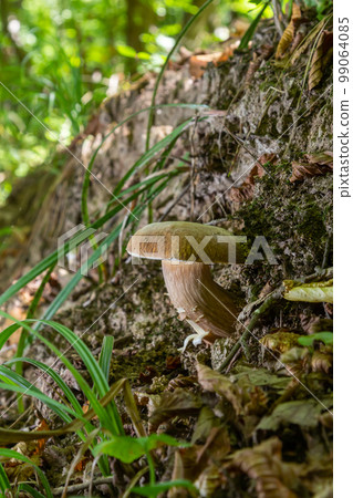 Boletus edulis or cep, edible wild mushroom in a forest Boletus edulis or cep, edible wild mushroom in a forest 99064085
