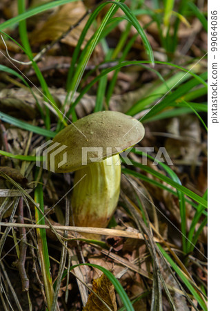 Boletus edulis or cep, edible wild mushroom in a forest Boletus edulis or cep, edible wild mushroom in a forest 99064086