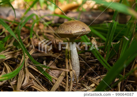 Edible mushroom Leccinum pseudoscabrum in deciduous forest. Known as Hazel Bolete. Wild mushroom growing in the leaves Edible mushroom Leccinum pseudoscabrum in deciduous forest. Known as Hazel Bolete. Wild mushroom growing in the leaves 99064087