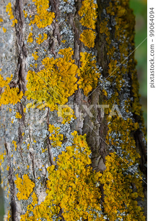 Xanthoria parietina common orange lichen, yellow scale, maritime sunburst lichen and shore lichen on the bark of tree branch. Thin dry branch with orange lichen, close-up, on blurred background 99064094