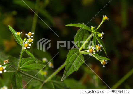 close-up photo Galinsoga quadriradiata is a species of flowering plant in the family Asteraceae which is known by several common names, including shaggy soldier,Peruvian daisy, hairy galinsoga 99064102