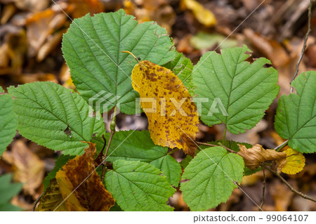 Bright green common hazel leaves on delicate branches beautifully backlit in a woodland 99064107