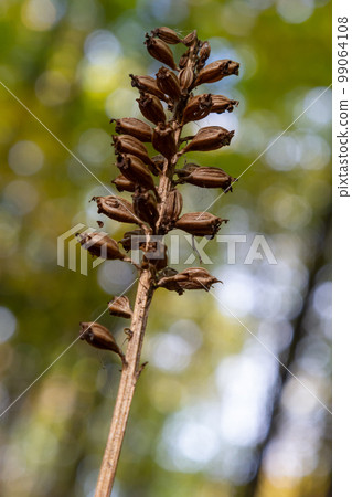 Bird's-nest Orchid Neottia nidus-avis, heterotrophic orchid. in the forest, close-up 99064108