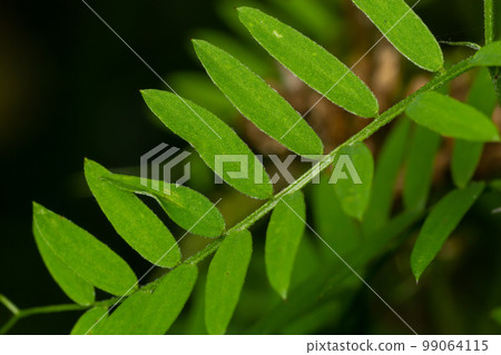 Bush Vetch Vicia sepium. Leaf Closeup. in a natural environment, blurry background Bush Vetch Vicia sepium. Leaf Closeup. in a natural environment, blurry background 99064115