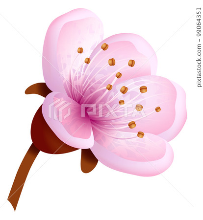 Sakura flower elemnt. Japanese realistic pink blossom 99064351
