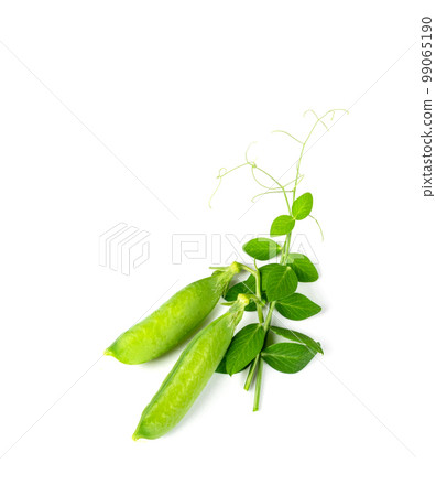 Pea Leaf and Pea Pods Isolated, Green Leaves, Fresh Legumes Sprouts, Spring Pea Shootsnd 99065190