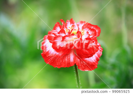 小籽粟花、雛粟、虞美人、孔子花、立春花、賽牡丹、滿川春、仙女草、虞美人草、雛芥菜、平地國花 99065925