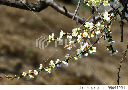 美麗的梅花綻放於樹枝上 美麗的梅花綻放於樹枝上 99065964