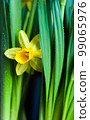 Yellow Narcissus flower 99065976