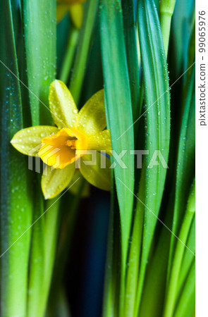Yellow Narcissus flower 99065976