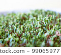 Sprouting of the seeds (linseeds) 99065977