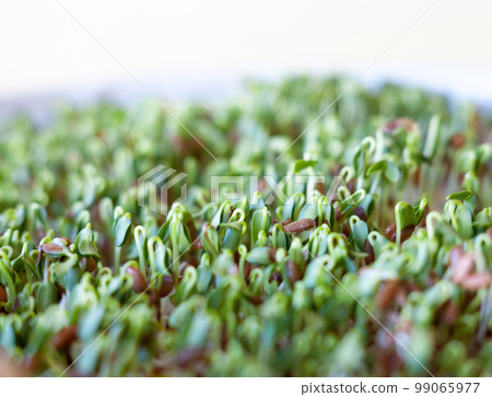 Sprouting of the seeds (linseeds) Sprouting of the seeds (linseeds) 99065977