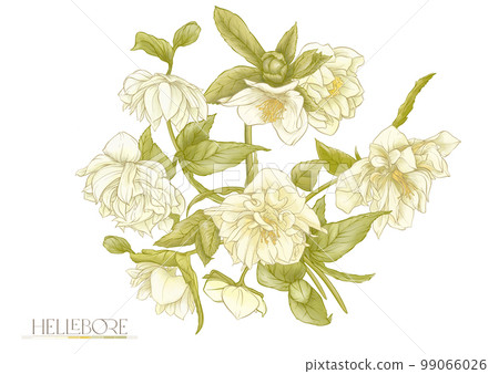 White hellebore flowers, the first spring flowering ranunculus. 99066026