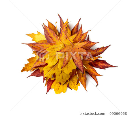 Autumn Leaf Pile Isolated, Colored Autumn Tree Leaves, Yellow Orange Green Foliage, Fall Leaf Autumn Leaf Pile Isolated, Colored Autumn Tree Leaves, Yellow Orange Green Foliage, Fall Leaf 99066968