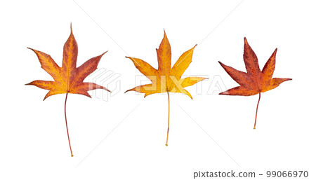 Japanese Maple Autumn Leaf Isolated, Red Autumn Tree Leaves, Orange Foliage, Yellow Fall Leaf Japanese Maple Autumn Leaf Isolated, Red Autumn Tree Leaves, Orange Foliage, Yellow Fall Leaf 99066970