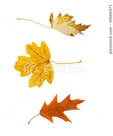 Autumn Leaf Isolated, Colored Autumn Tree Leaves, Red Orange Foliage, Yellow Fall Leaf Autumn Leaf Isolated, Colored Autumn Tree Leaves, Red Orange Foliage, Yellow Fall Leaf 99066971