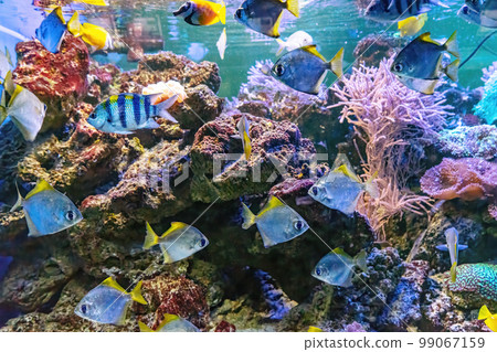 Monodactylus argenteus, silver moonyfish, silver moony, butter bream, diamondfish in aquarium 99067159